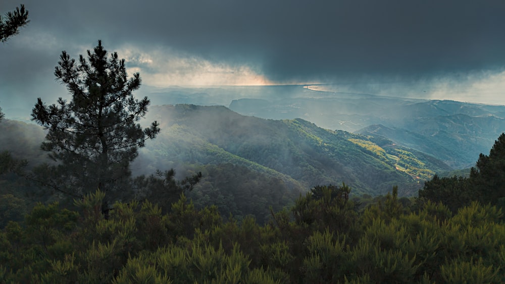 green trees on mountain under white clouds during daytime