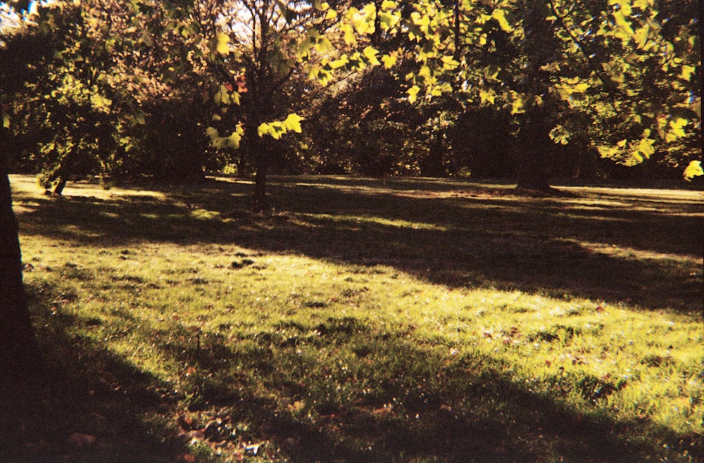 green grass field with trees