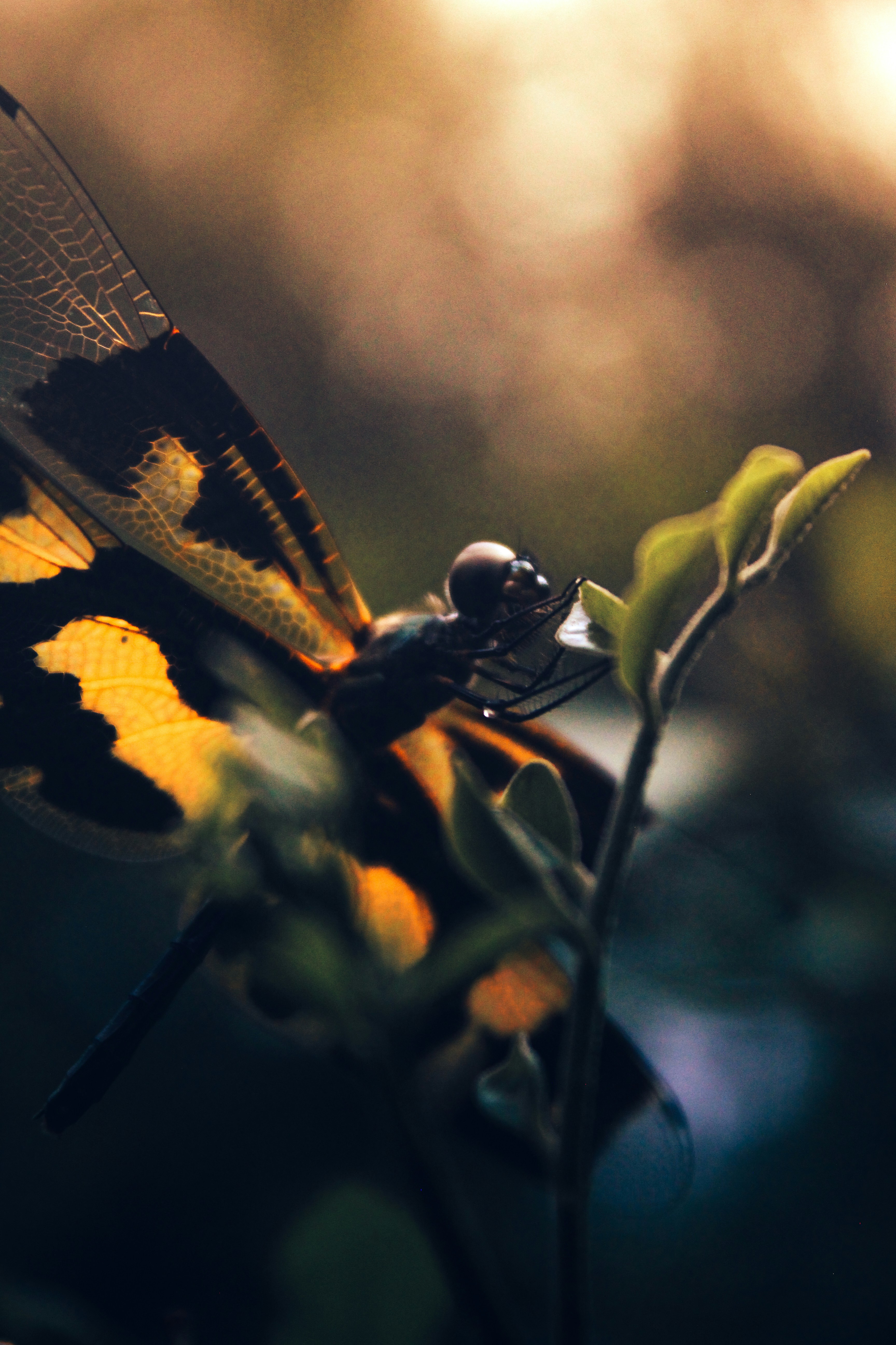 Photo by subhro_vision