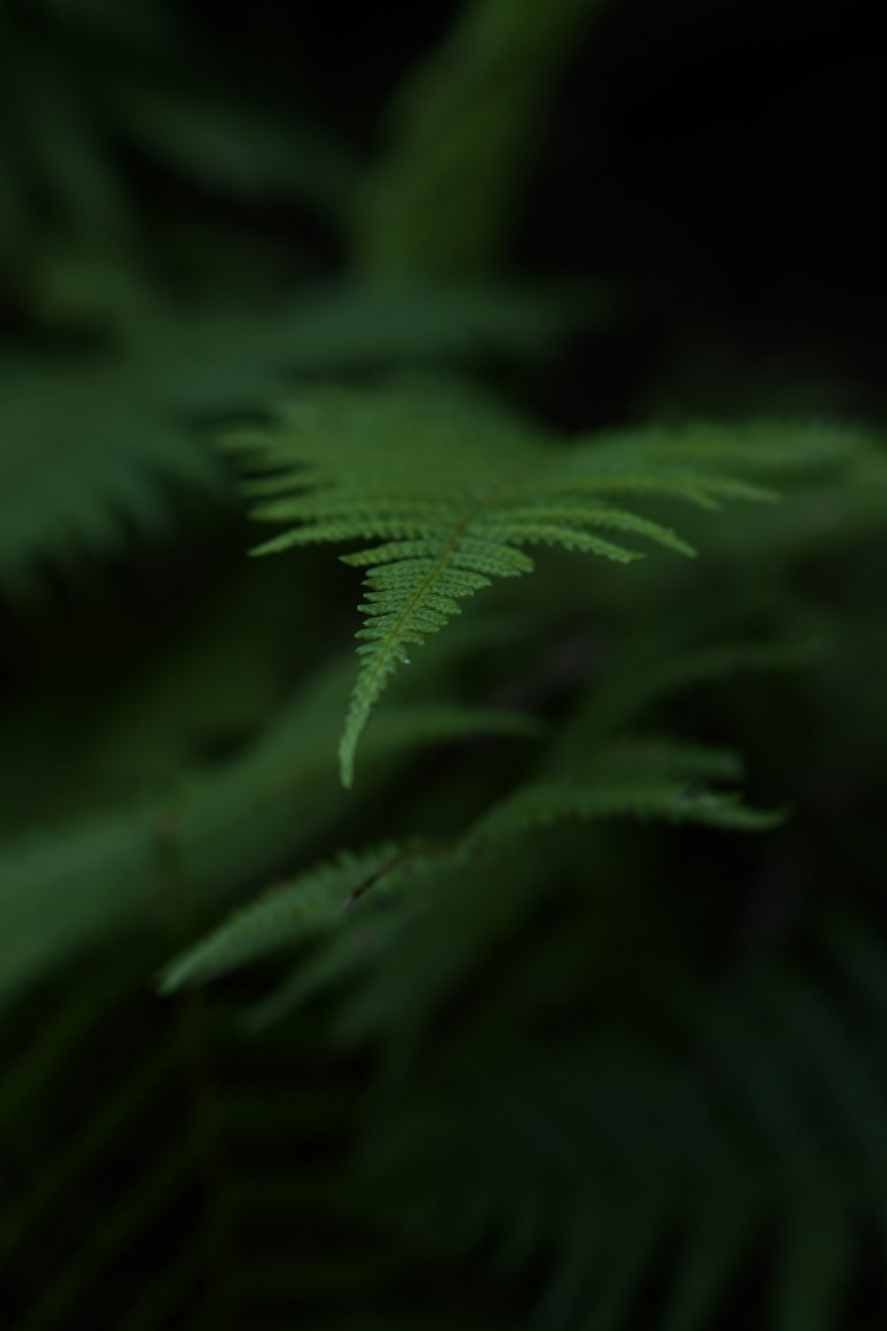 green fern plant in close up photography