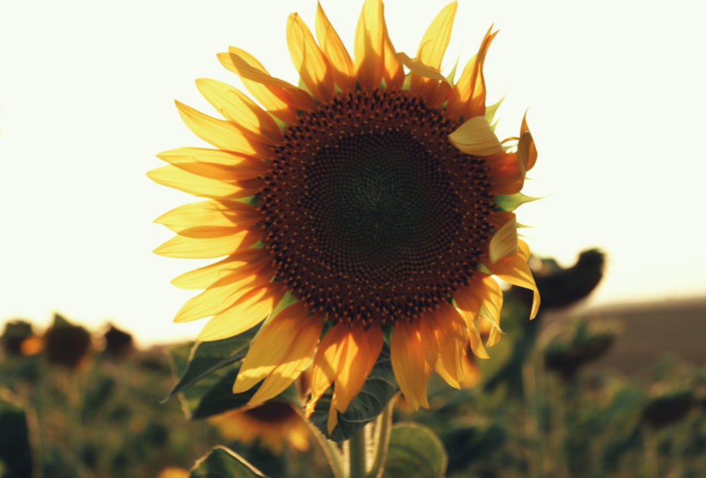 sunflower in close up photography