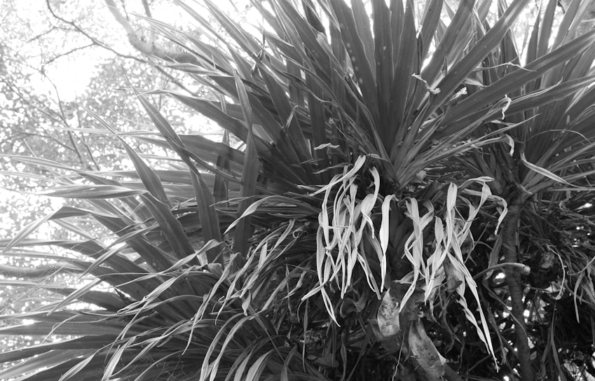 A monochrome photograph featuring dense tropical foliage with long, slender leaves extending outwards. Some leaves hang downwards, creating a layered texture. The background is a light sky with diffused light filtering through.