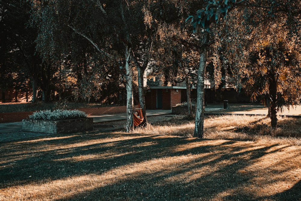 green trees near brown wooden house during daytime