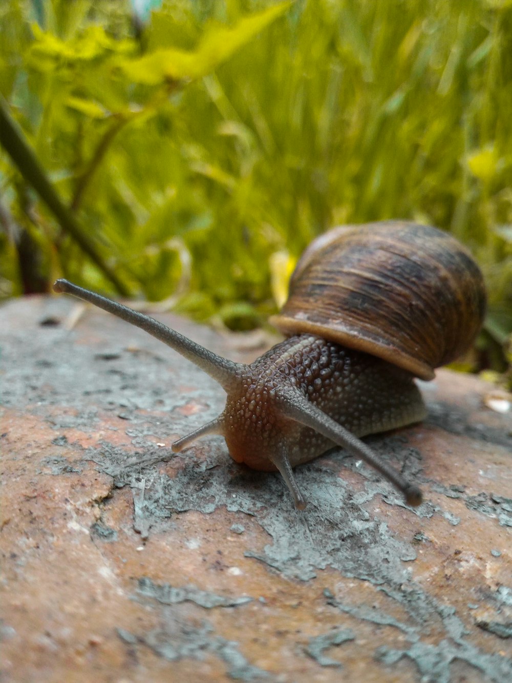 brown snail on brown rock