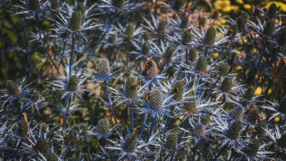 green and brown plant during daytime