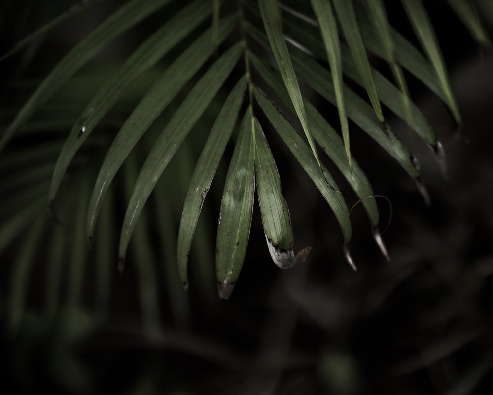 pianta a foglia verde con goccioline d'acqua