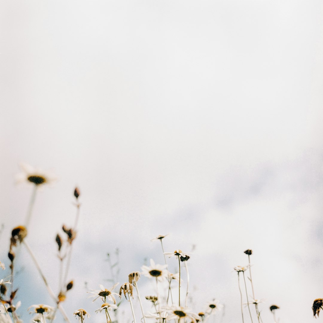 white flower buds in grayscale photography