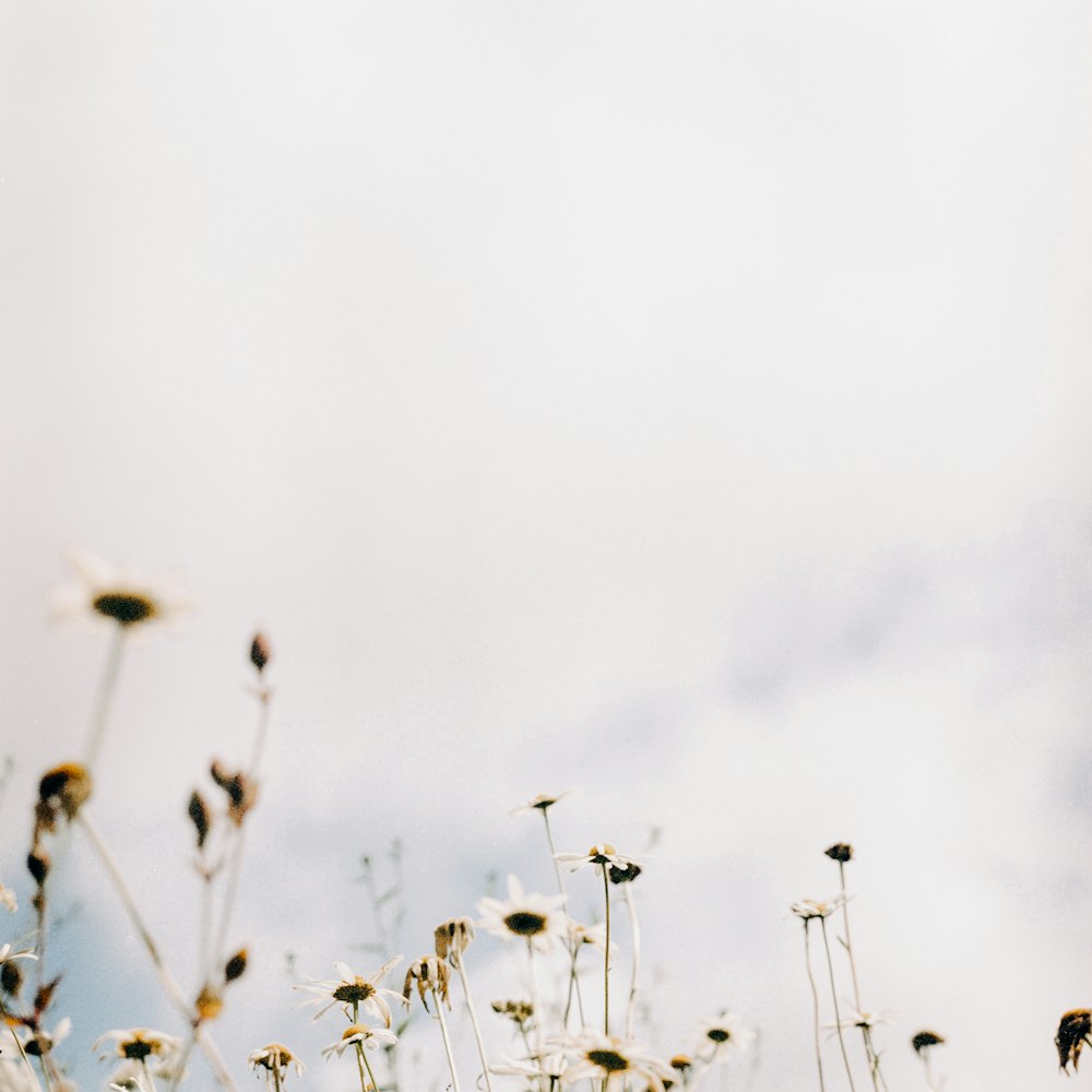 white flower buds in grayscale photography