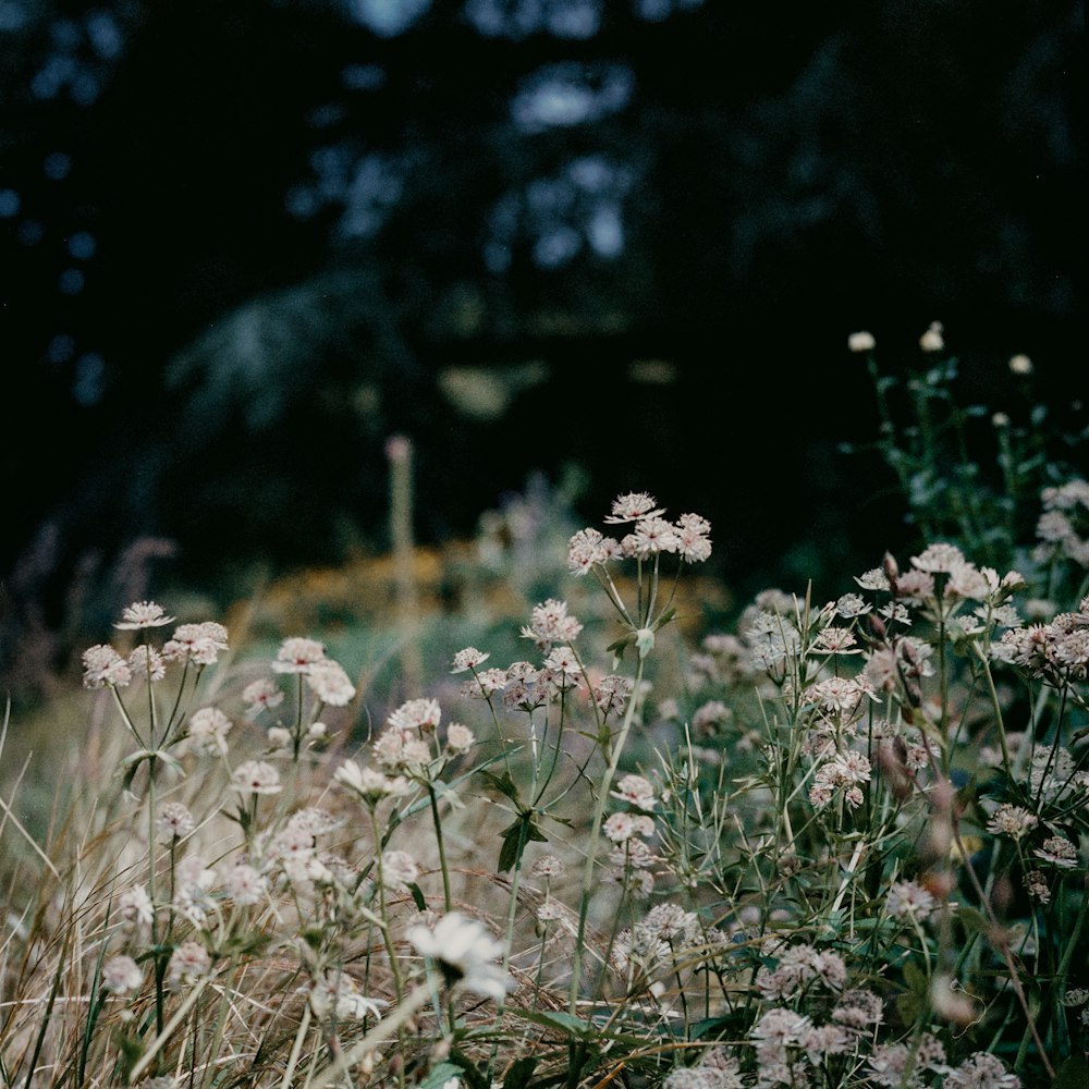 white flowers in tilt shift lens