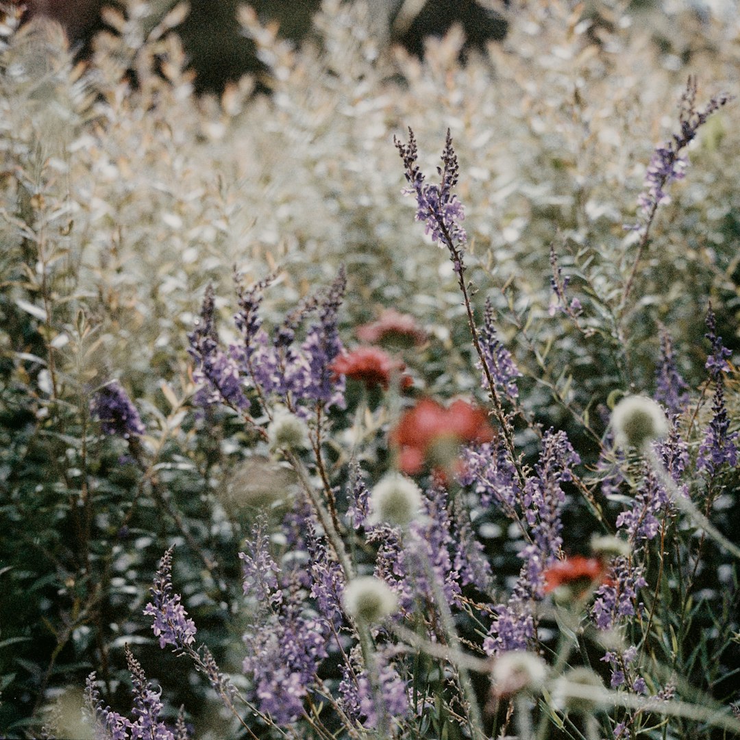 purple and red flowers in tilt shift lens