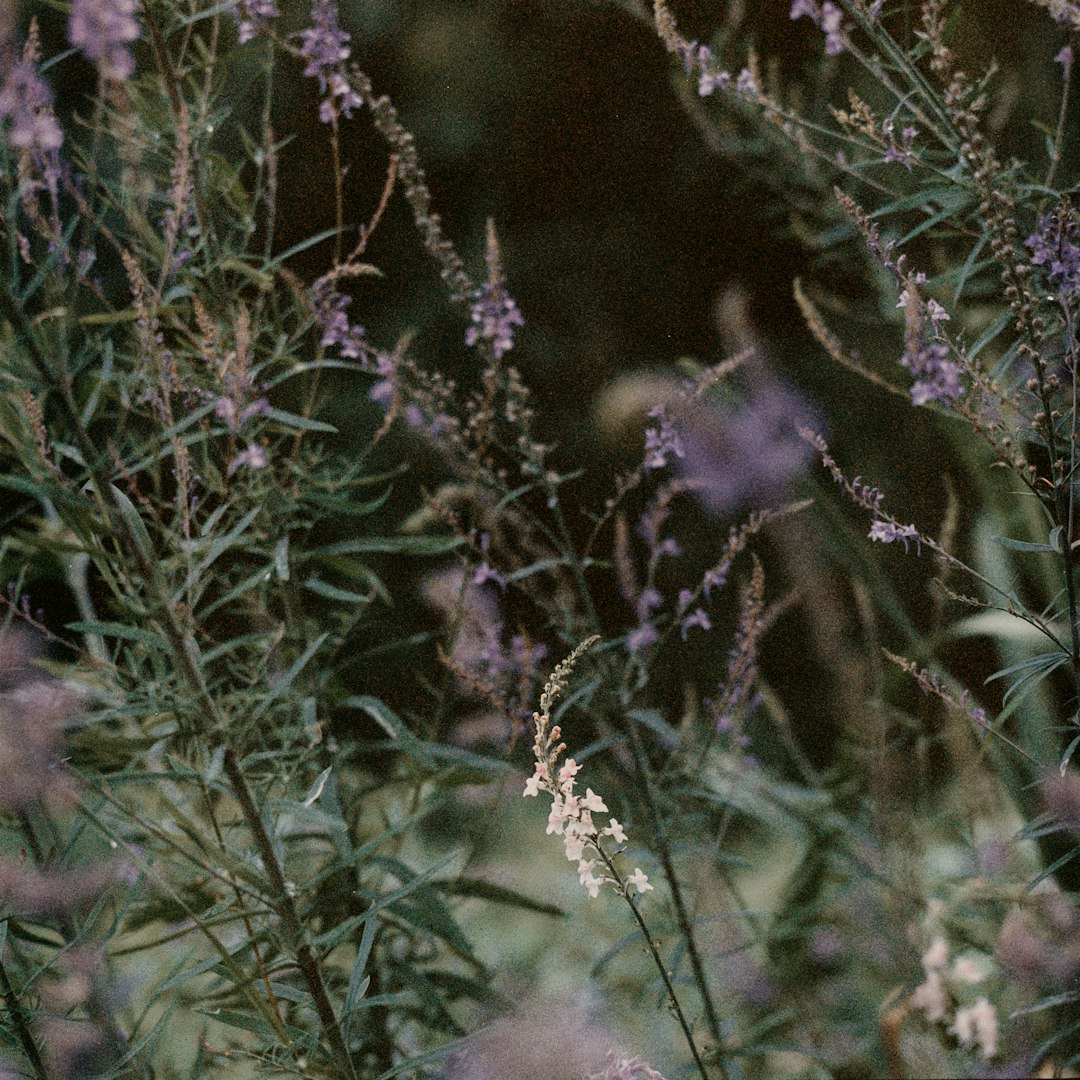 purple flowers in tilt shift lens