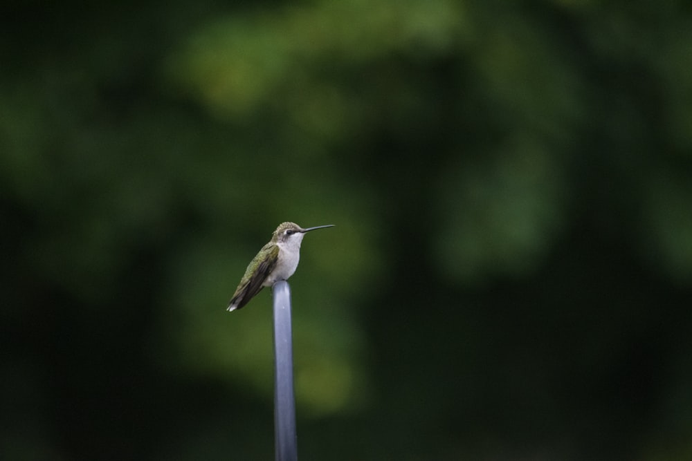 brown humming bird flying during daytime