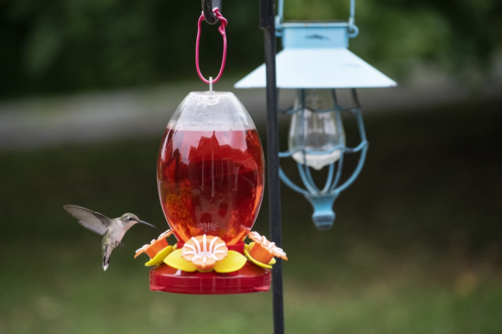 gray bird in red and clear glass bird feeder