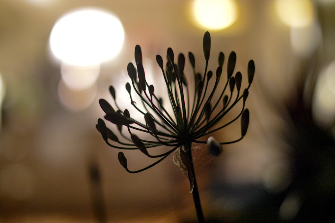 white and black flower in close up photography