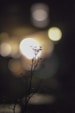white flower with black stem