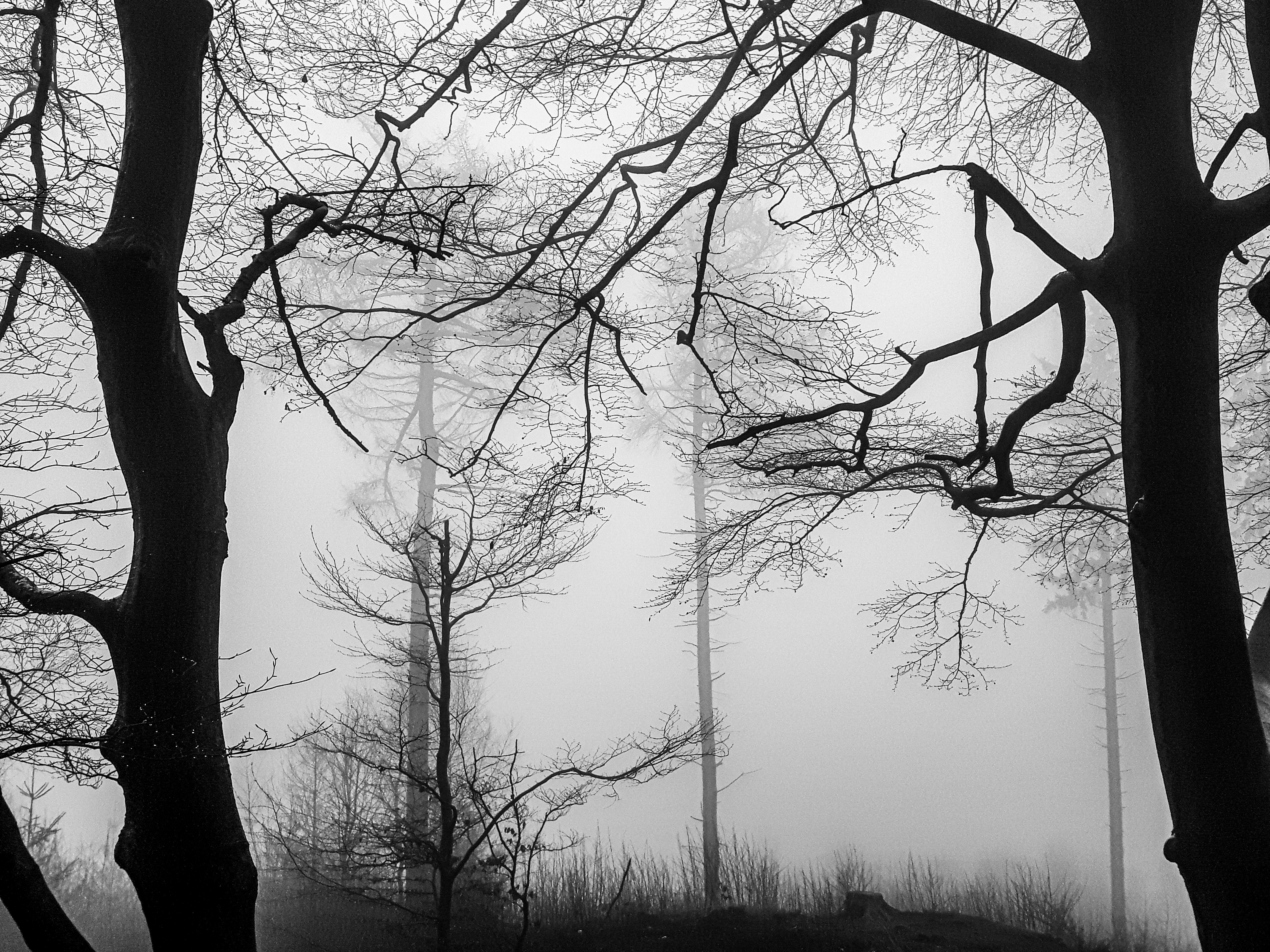 leafless trees on foggy weather