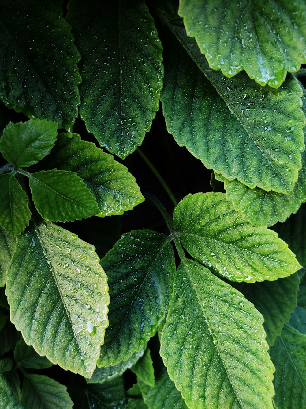 green leaves with water droplets