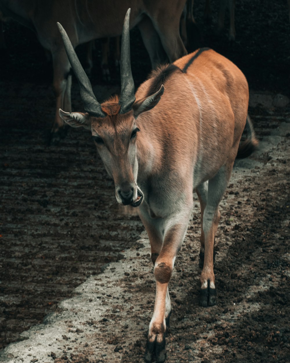 brown and white deer on brown soil