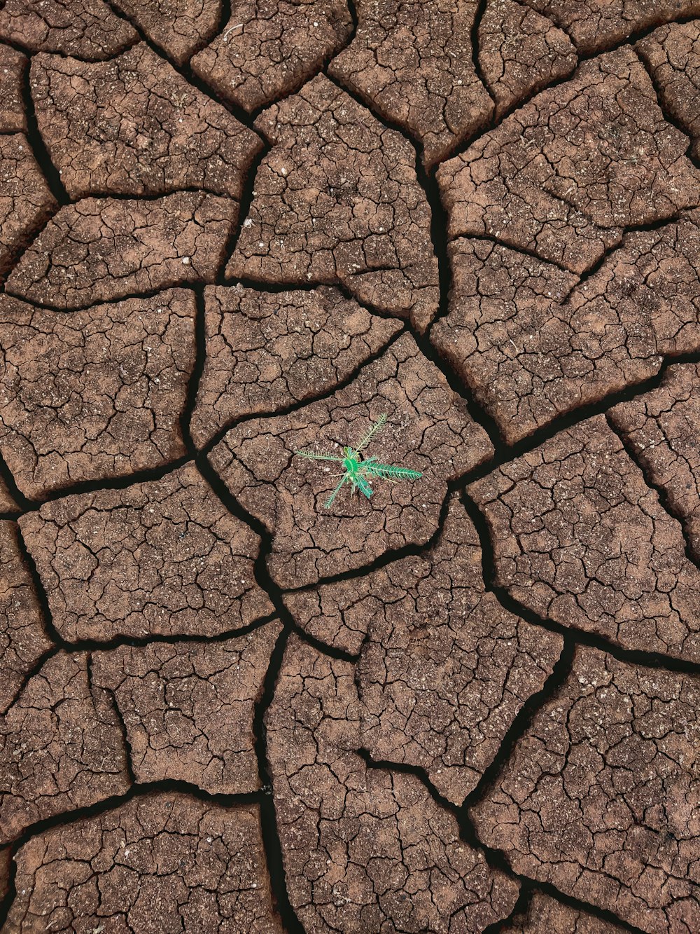 green leaf on brown soil