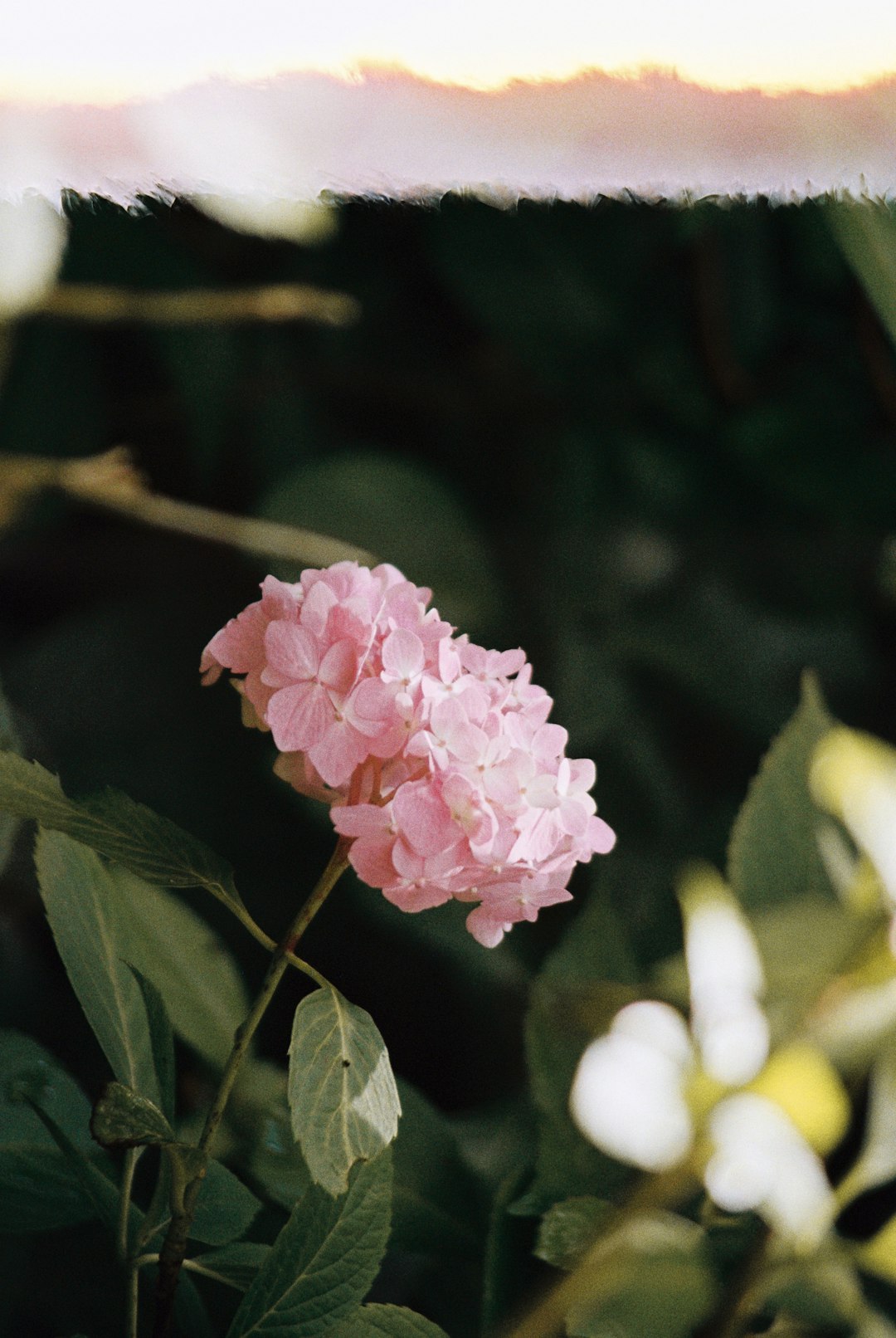 pink flower in tilt shift lens