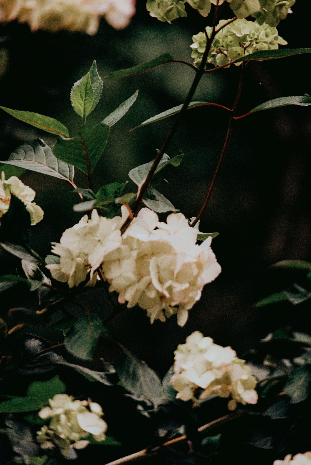 white flower with green leaves