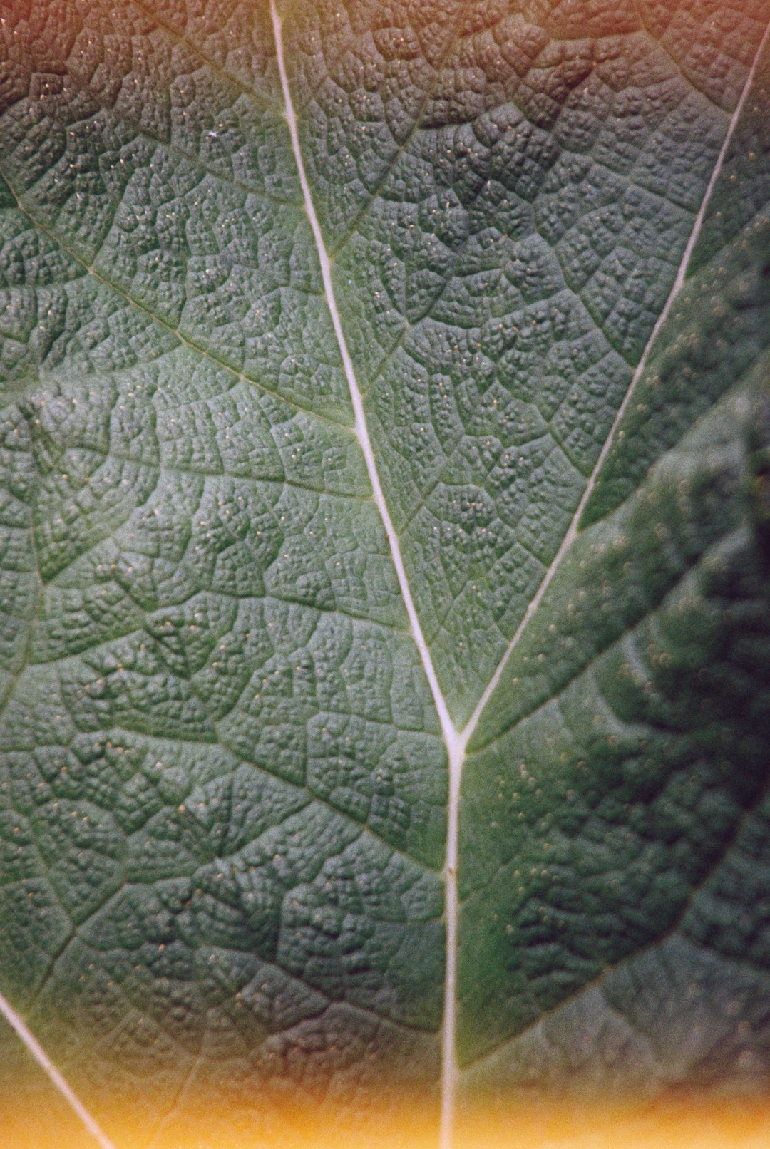 green leaf in close up photography