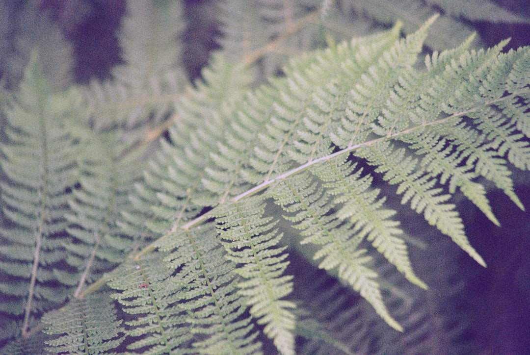 green leaf in close up photography