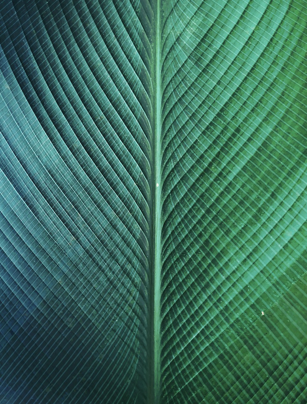 green and black striped textile