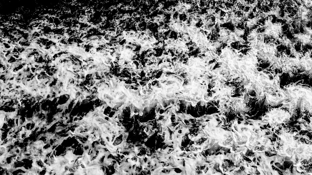 grayscale photo of leaves on ground
