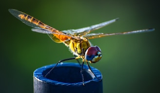 brown and black dragonfly on black wooden stick in close up photography during daytime