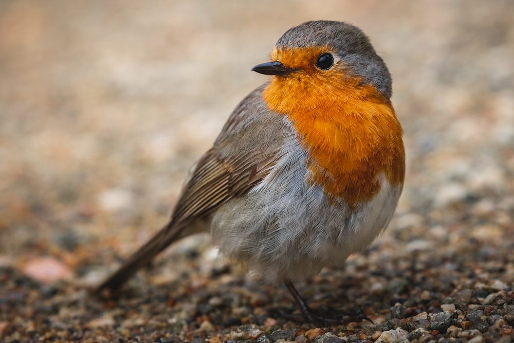 pájaro gris, naranja y blanco