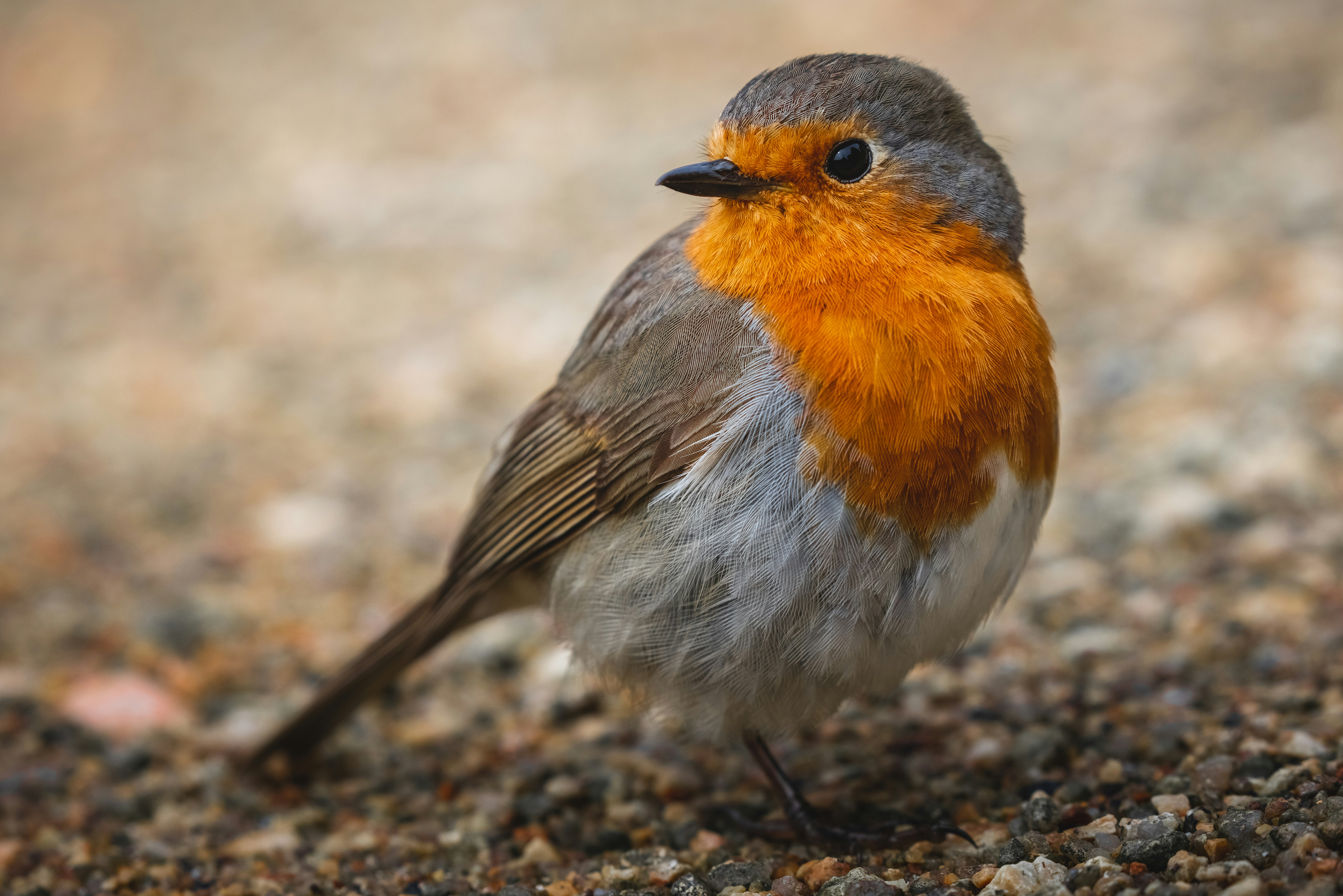 gray orange and white bird