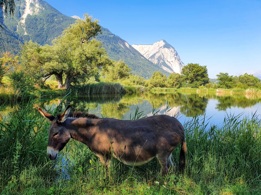 brown horse eating grass near lake and mountain during daytime