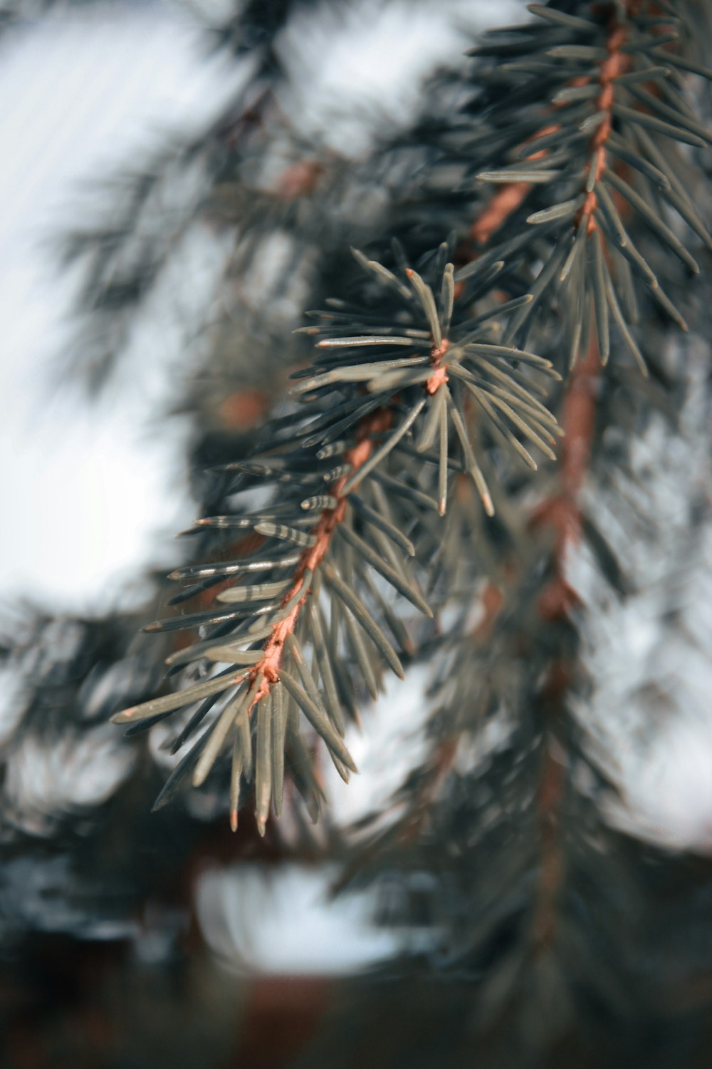 green tree with snow during daytime