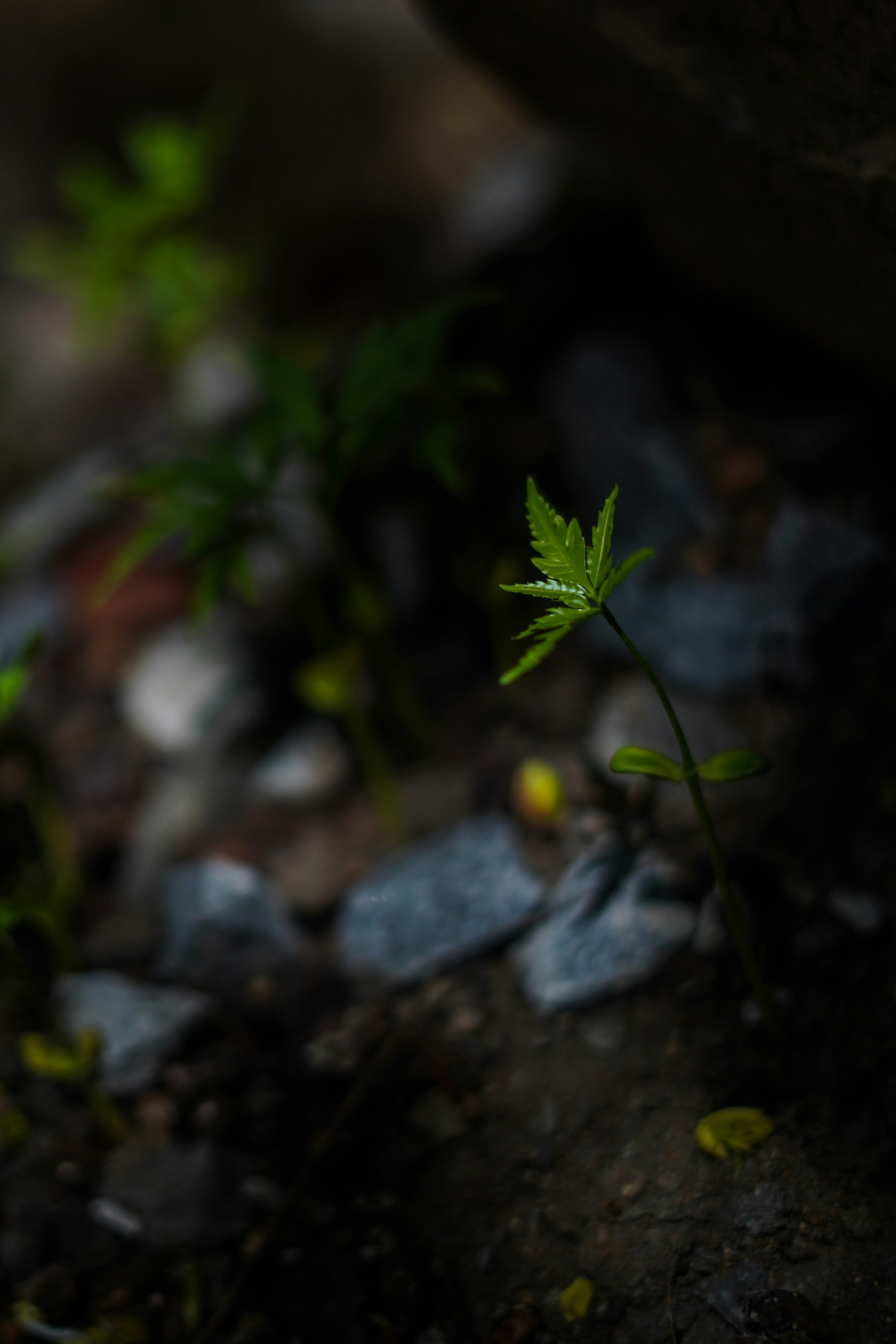 Photo by shyammishra94