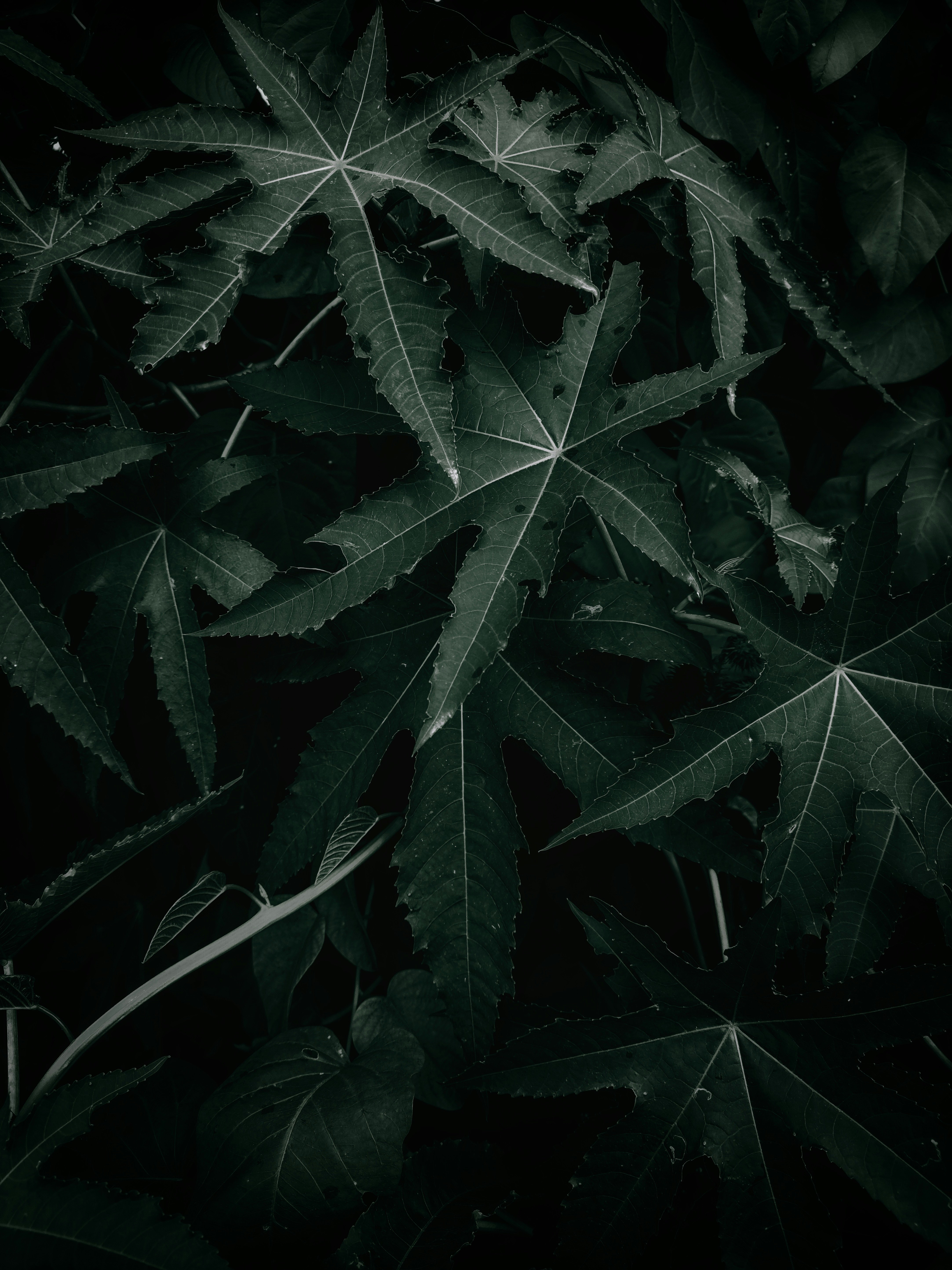 Daun hijau dalam fotografi close-up