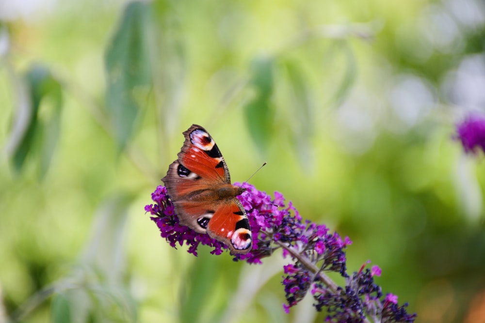 peacock butterfly perched on purple flower in close up photography during daytime