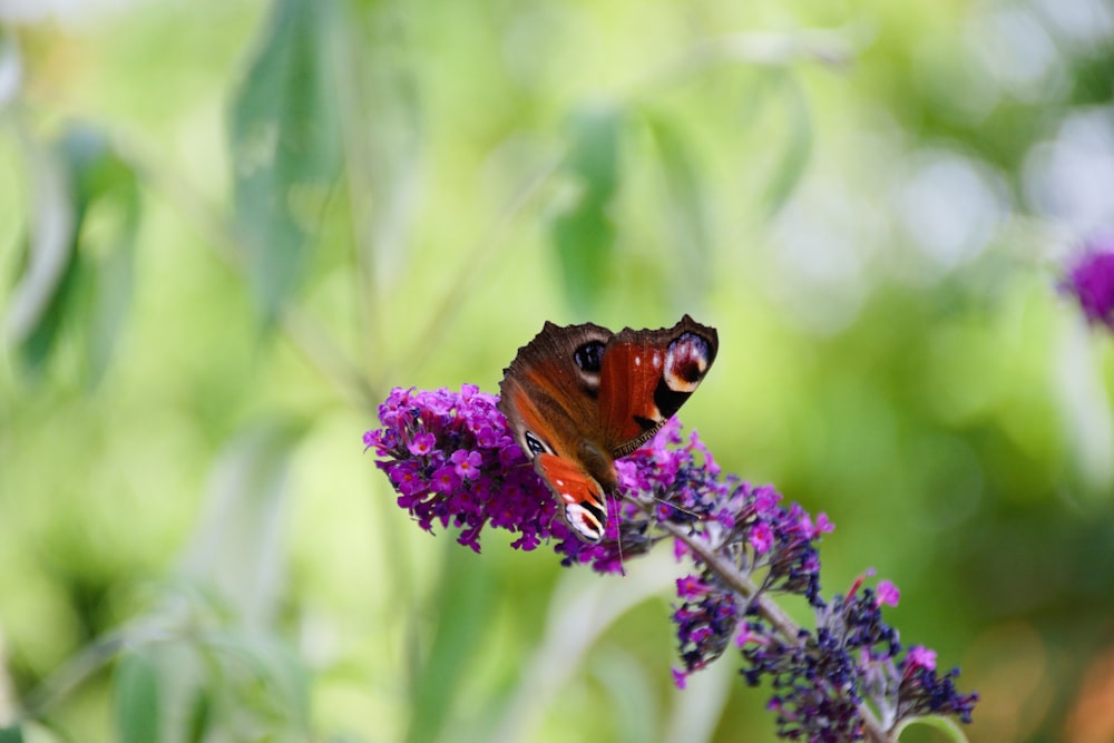 borboleta marrom empoleirada na flor roxa em fotografia de perto durante o dia