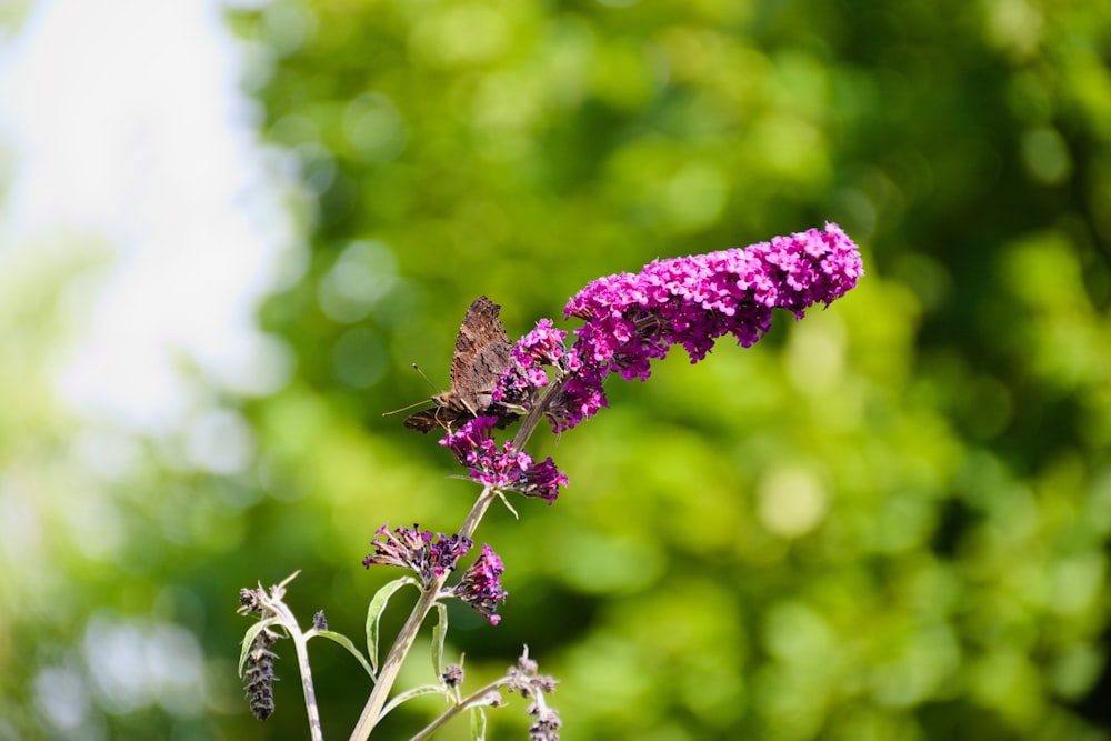 brauner und schwarzer Schmetterling auf lila Blume tagsüber