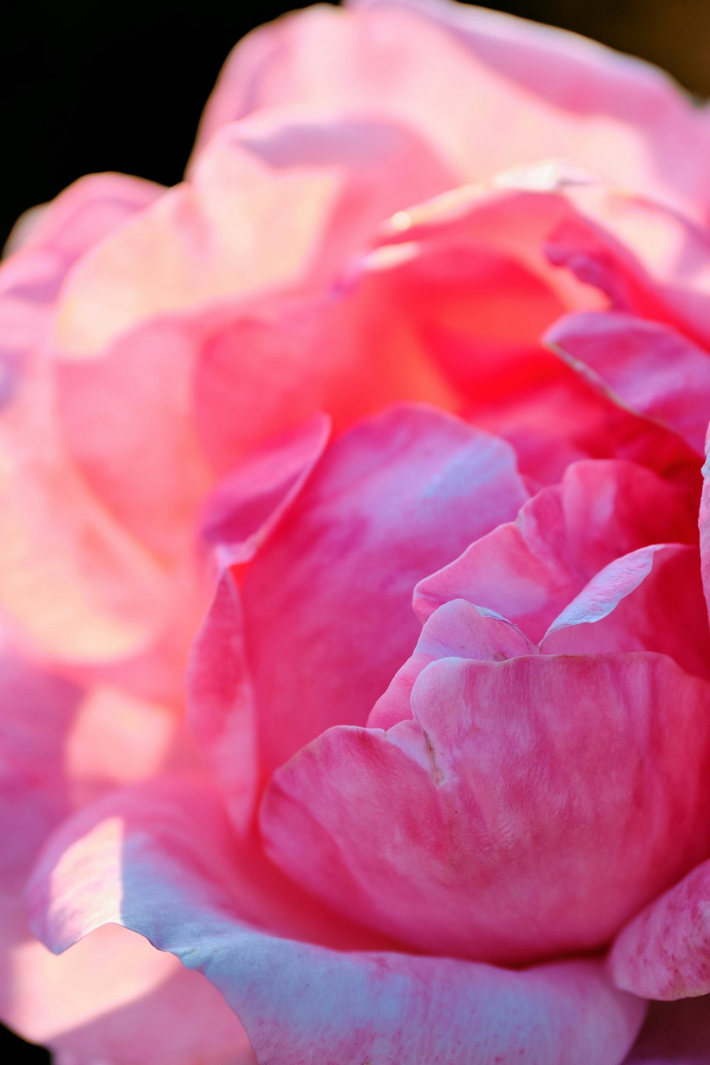 fiore rosa in colpo macro