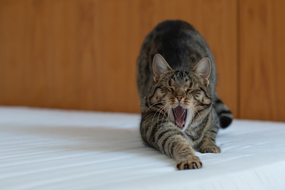 brown tabby cat lying on white textile