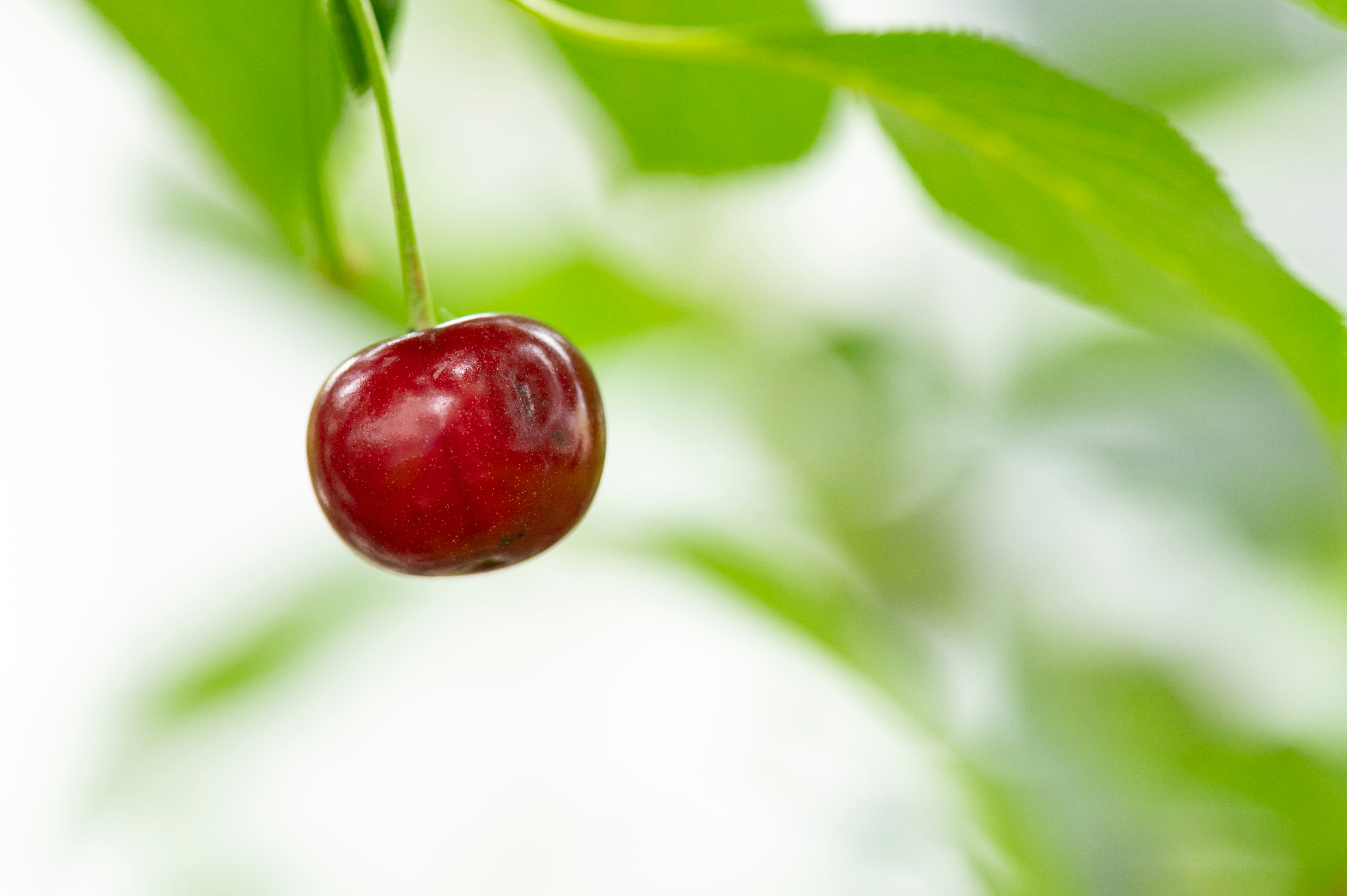 red round fruit on green leaf