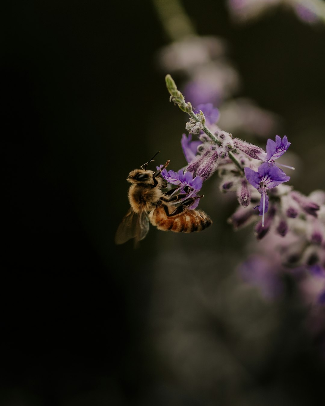 honeybee perched on purple flower in close up photography during daytime