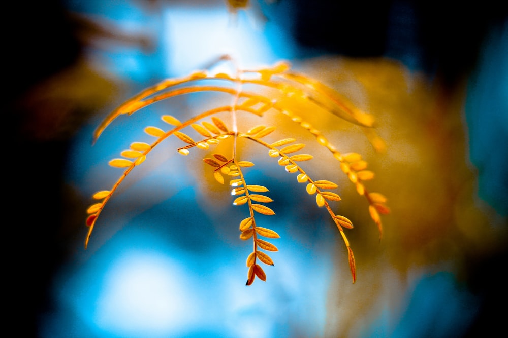 yellow leaves with water droplets