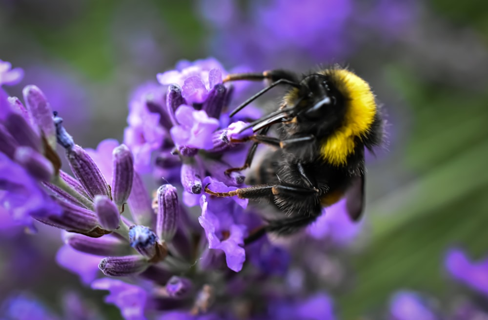 black and yellow bee on purple flower