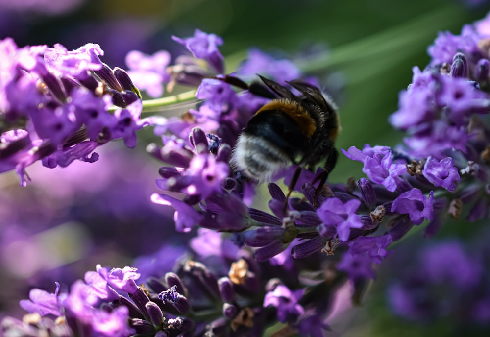 black and brown bee on purple flower