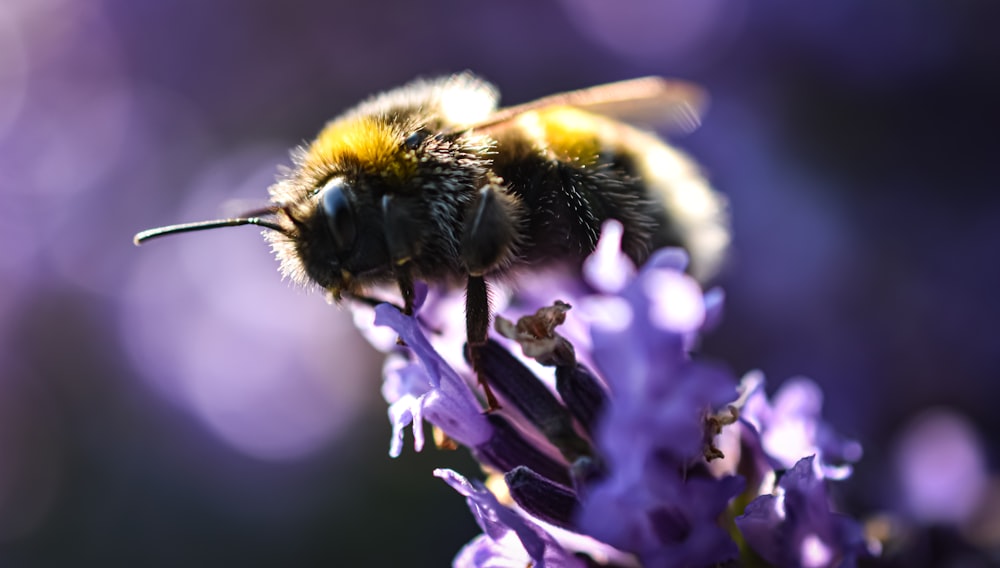 black and yellow bee on purple flower