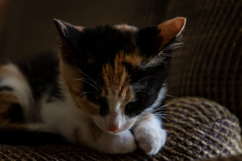 gato calicó acostado sobre tela marrón