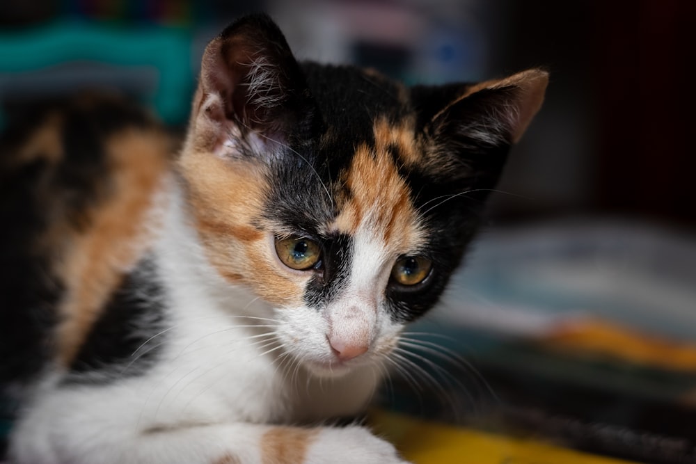 gato calico na mesa de madeira marrom