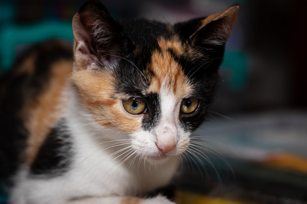 gato calico na mesa de madeira marrom